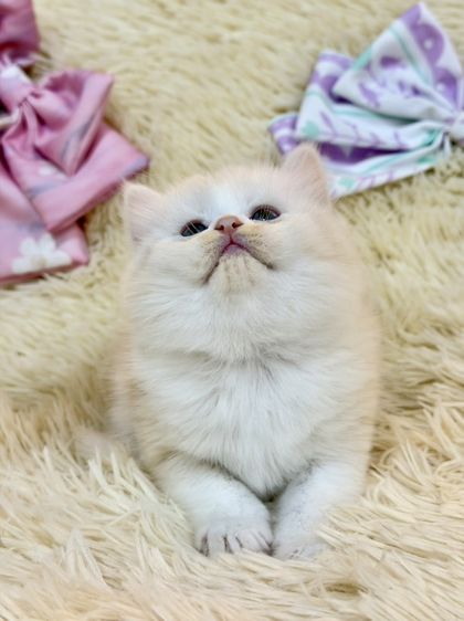 สก๊อตติชขนยาว รูปที่ 5