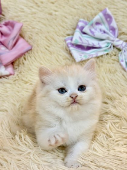 สก๊อตติชขนยาว รูปที่ 11