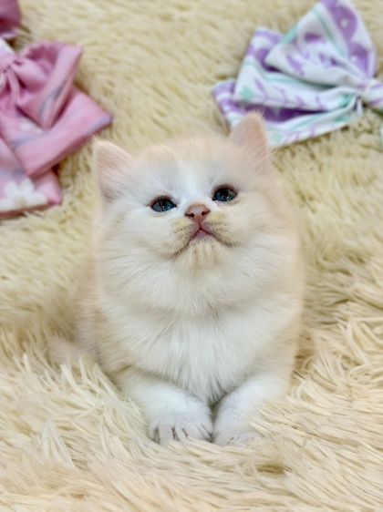 สก๊อตติชขนยาว รูปที่ 7