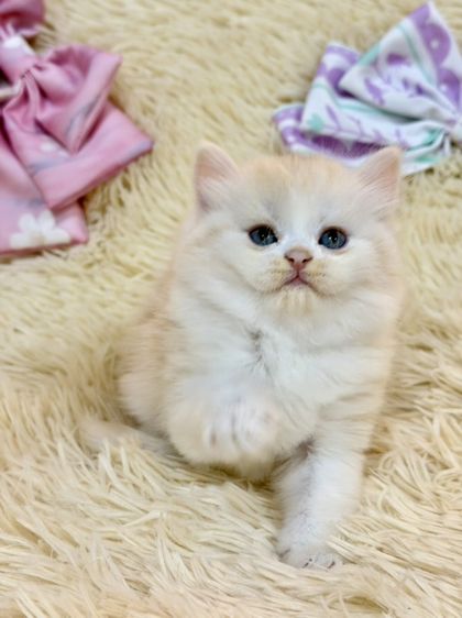 สก๊อตติชขนยาว รูปที่ 15