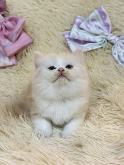 สก๊อตติชขนยาว รูปที่ 12