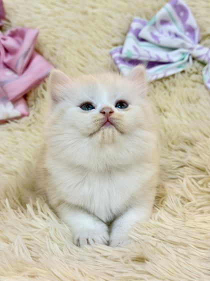 สก๊อตติชขนยาว รูปที่ 2