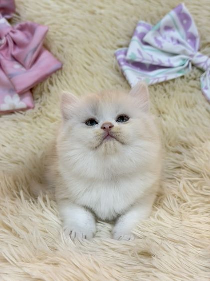 สก๊อตติชขนยาว รูปที่ 14