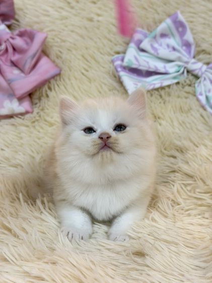 สก๊อตติชขนยาว รูปที่ 13