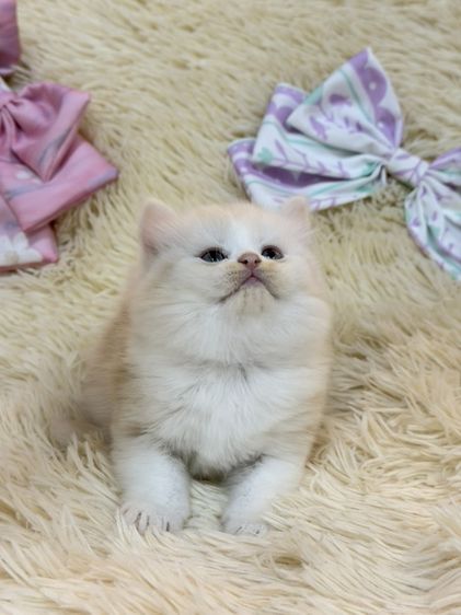 สก๊อตติชขนยาว รูปที่ 18