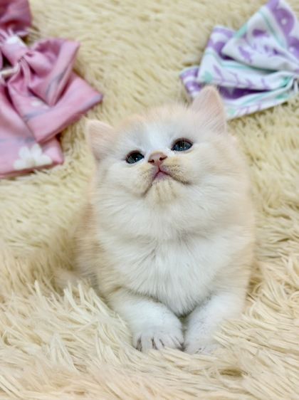 สก๊อตติชขนยาว รูปที่ 9