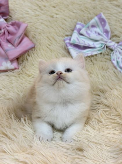 สก๊อตติชขนยาว รูปที่ 17