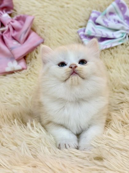 สก๊อตติชขนยาว รูปที่ 6