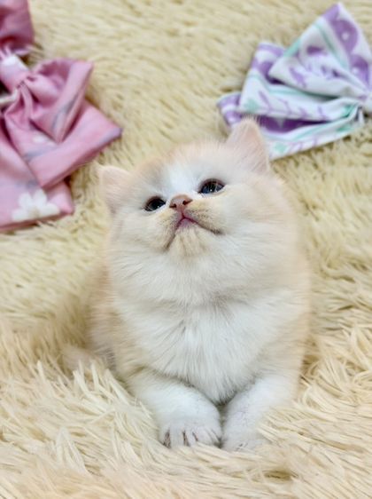 สก๊อตติชขนยาว รูปที่ 8