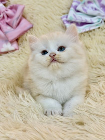 สก๊อตติชขนยาว รูปที่ 10