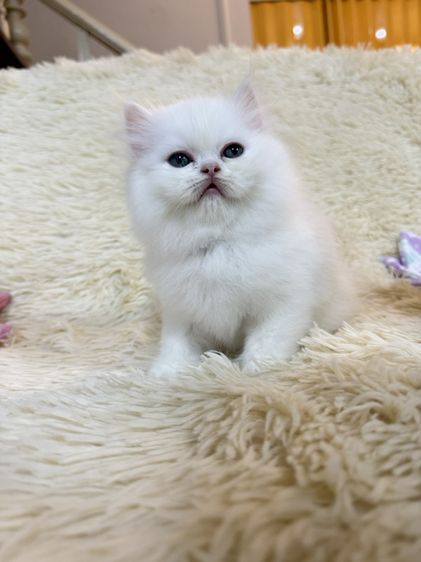 เปอร์เซีย (Persian) เปอร์เซียสีขาว