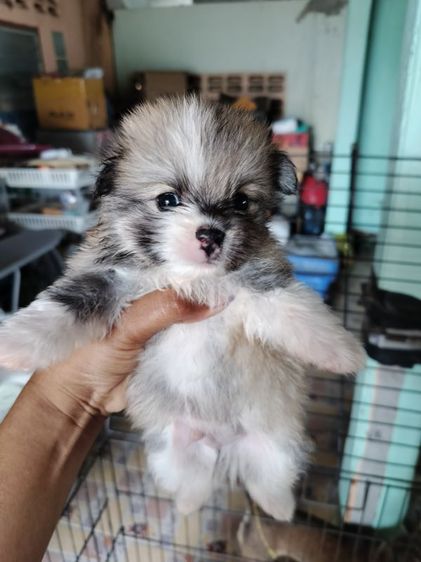 ชิวาวาผสมปอมเมีย 3 ผู้ 2 ตัวละ 3,900 บาท