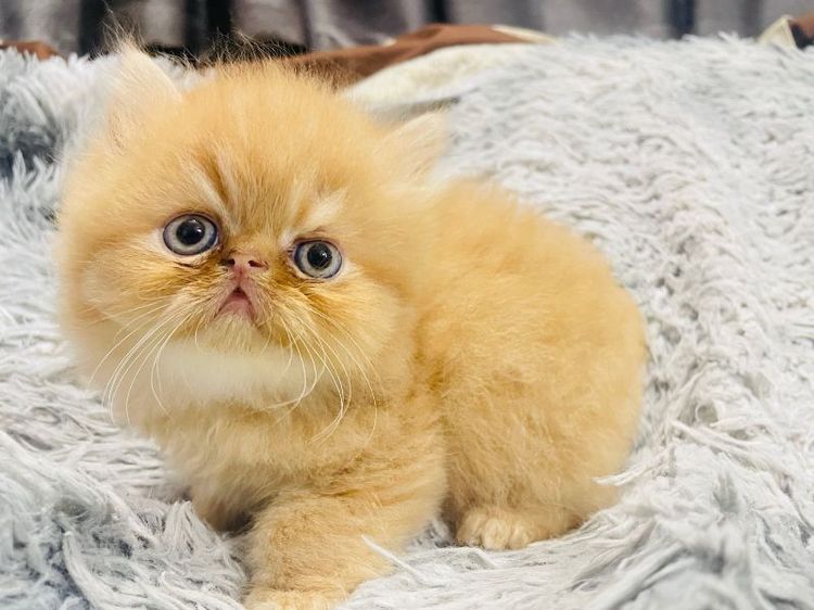 แมวเปอร์เซีย
