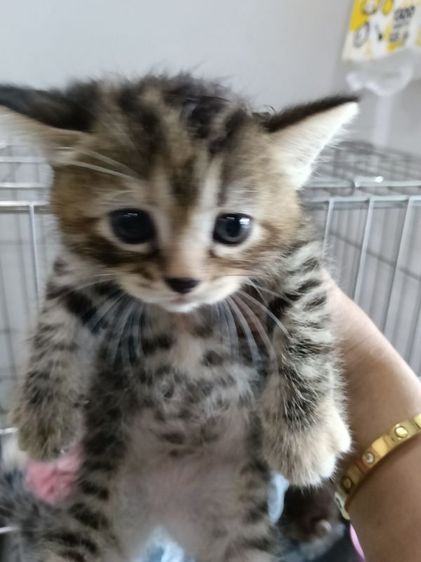สก็อตติช โฟลด์ (Scottish Fold) แมวสก๊อตติช