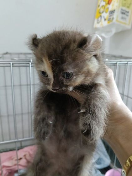 อเมริกัน เคิร์ล (American Curl) แมวอเมริกันเคิร์ล