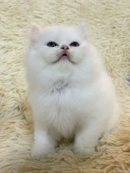 แมวเปอร์เซียสีขาว รูปที่ 7