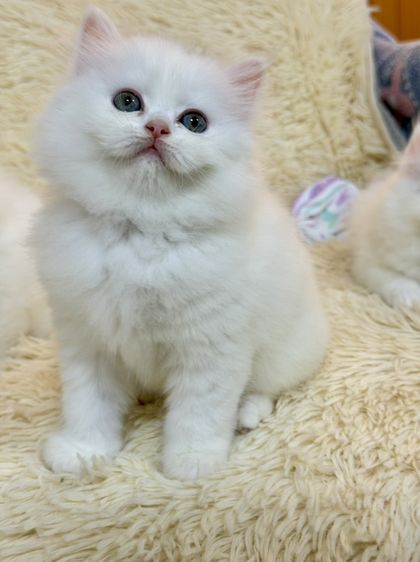 แมวเปอร์เซียสีขาว รูปที่ 11