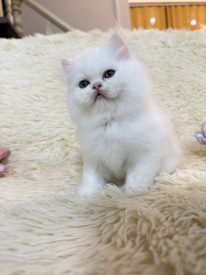 แมวเปอร์เซียสีขาว รูปที่ 8