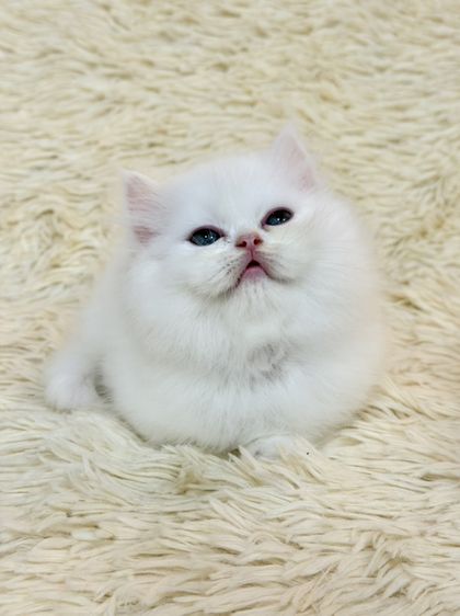 แมวเปอร์เซียสีขาว รูปที่ 2