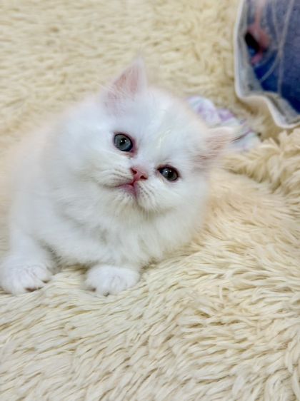 แมวเปอร์เซียสีขาว รูปที่ 4
