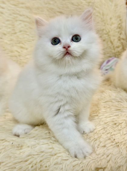แมวเปอร์เซียสีขาว รูปที่ 16