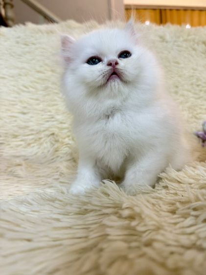 แมวเปอร์เซียสีขาว รูปที่ 10