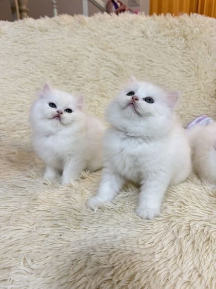 แมวเปอร์เซียสีขาว รูปที่ 14