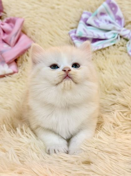 สก็อตติช โฟลด์ (Scottish Fold) แมวสก๊อตติชโฟลด์