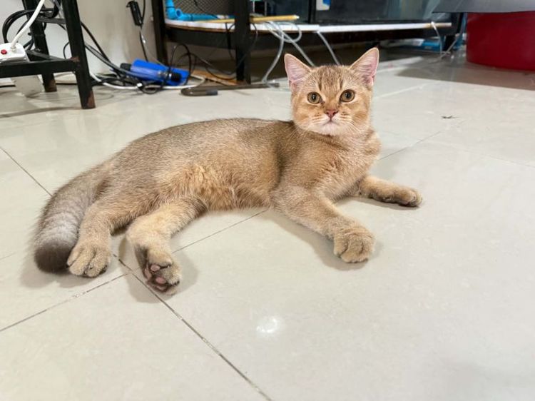 บริติช ชอร์ตแฮร์ (British Shorthair) บริติช แบ่งเลี้ยง