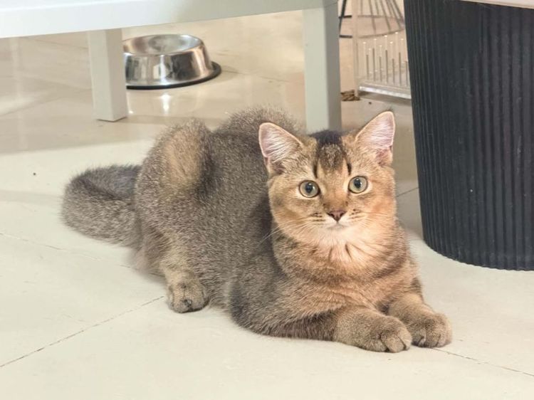 บริติช ชอร์ตแฮร์ (British Shorthair) บริติช แบ่งเลี้ยง