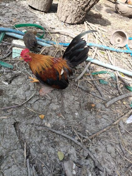 ขายไก่ครับ รูปที่ 3