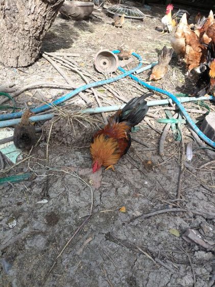 ขายไก่ครับ รูปที่ 4