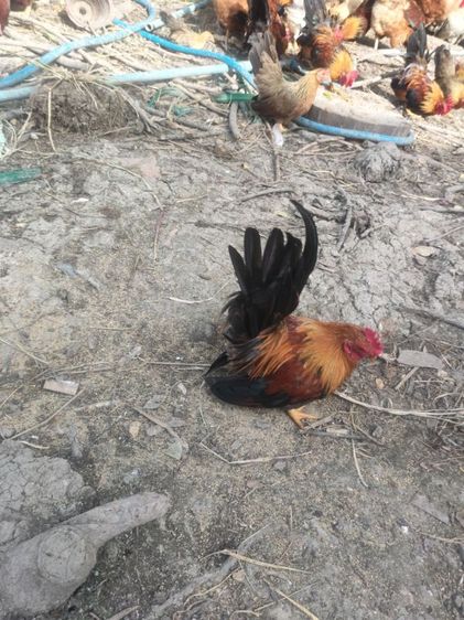 ขายไก่ครับ รูปที่ 6