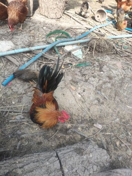 ขายไก่ครับ รูปที่ 5