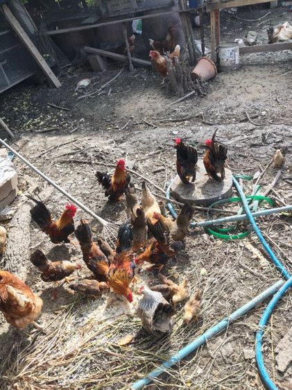 ขายไก่ครับ รูปที่ 7