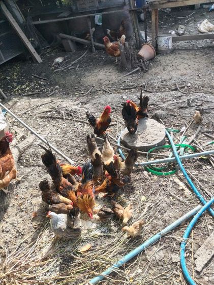 ขายไก่ครับ