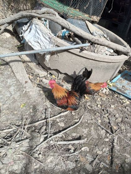 ขายไก่ครับ รูปที่ 2