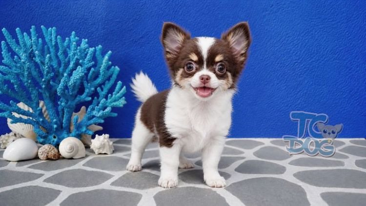 ชิวาวา (Chihuahua) เล็ก Teacupdog.org(ชิวาวาขนยาว)