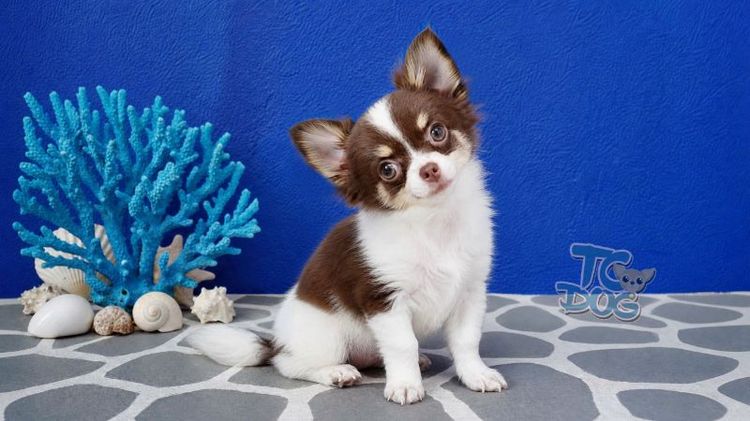 Teacupdog.org(ชิวาวาขนยาว) รูปที่ 4