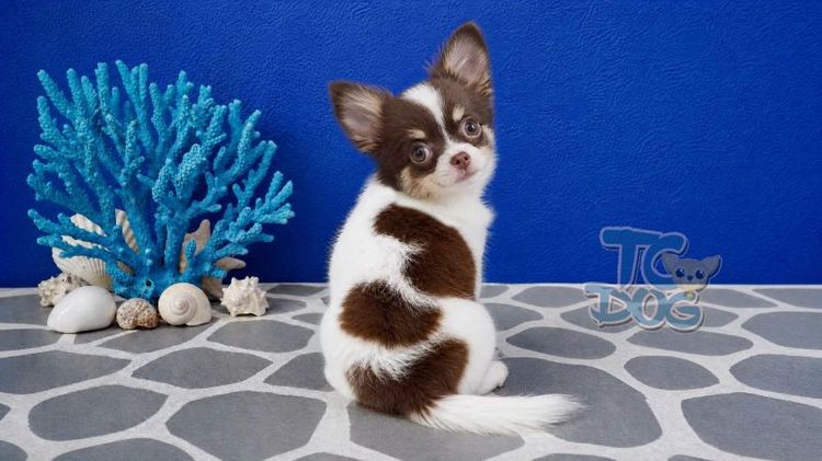 Teacupdog.org(ชิวาวาขนยาว) รูปที่ 3