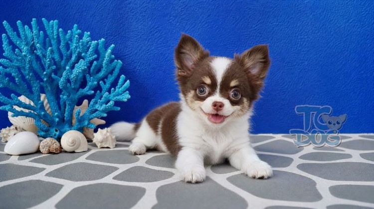 Teacupdog.org(ชิวาวาขนยาว) รูปที่ 2