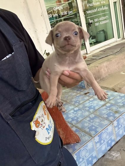 ชิวาวา (Chihuahua) เล็ก ชิวาวาขนสั้น หาบ้านครับ