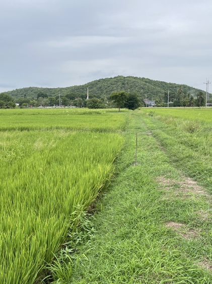ที่ดิน บ้านโป่ง ราชบุรี รูปที่ 4