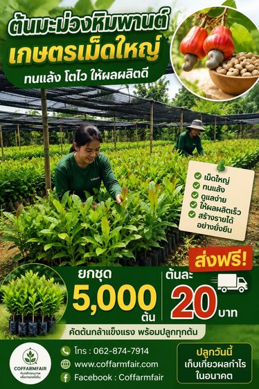 เปิดโปรชุดต้นมะม่วงหิมพานต์เกษตรเม็ดใหญ่ ทนแล้ง ดูแลง่าย ต้นละ 20 บาท ยกชุด 5,000 ต้น ส่งฟรีถึงพื้นที่ปลูกทั่วประเทศ