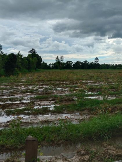 ที่ดินหนองหาน อุดรธานี 36 ไร่ รูปที่ 2