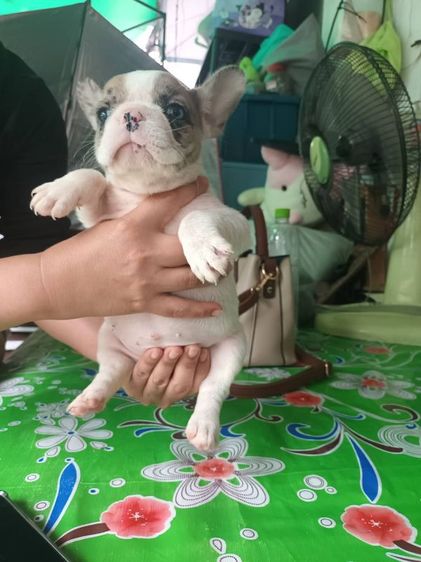 เฟรนช์ บูลด็อก (French Bulldog) เล็ก ลูกสุนัขสายพันธุ์เฟรนช์บูลด็อก