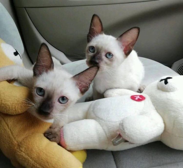 วิเชียรมาศ (Siamese Cat) แมวไทยวิเชียรมาศพันธุ์