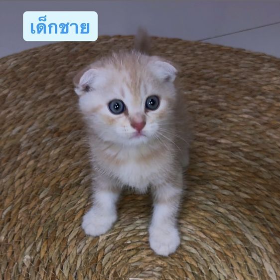 สก็อตติช โฟลด์ (Scottish Fold) แมวสก๊อตติช