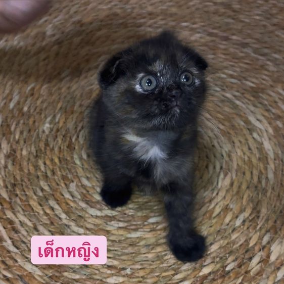 สก็อตติช โฟลด์ (Scottish Fold) แมวสก๊อตติช