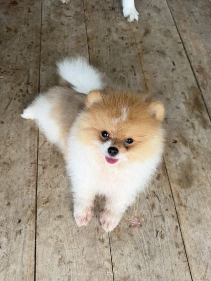 ปอมเมอเรเนียน (Pomeranian) เล็ก ปอมเมอเรเนียนแท้
